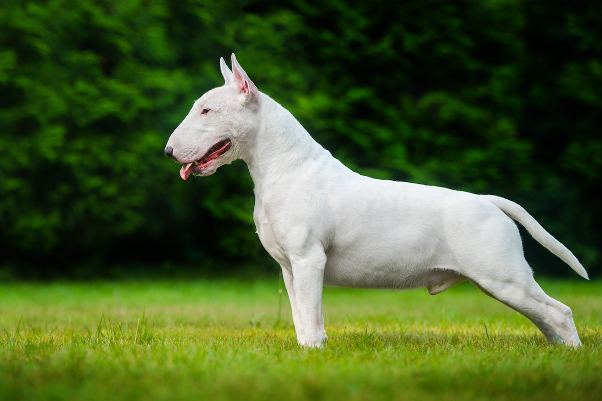 bull terrier