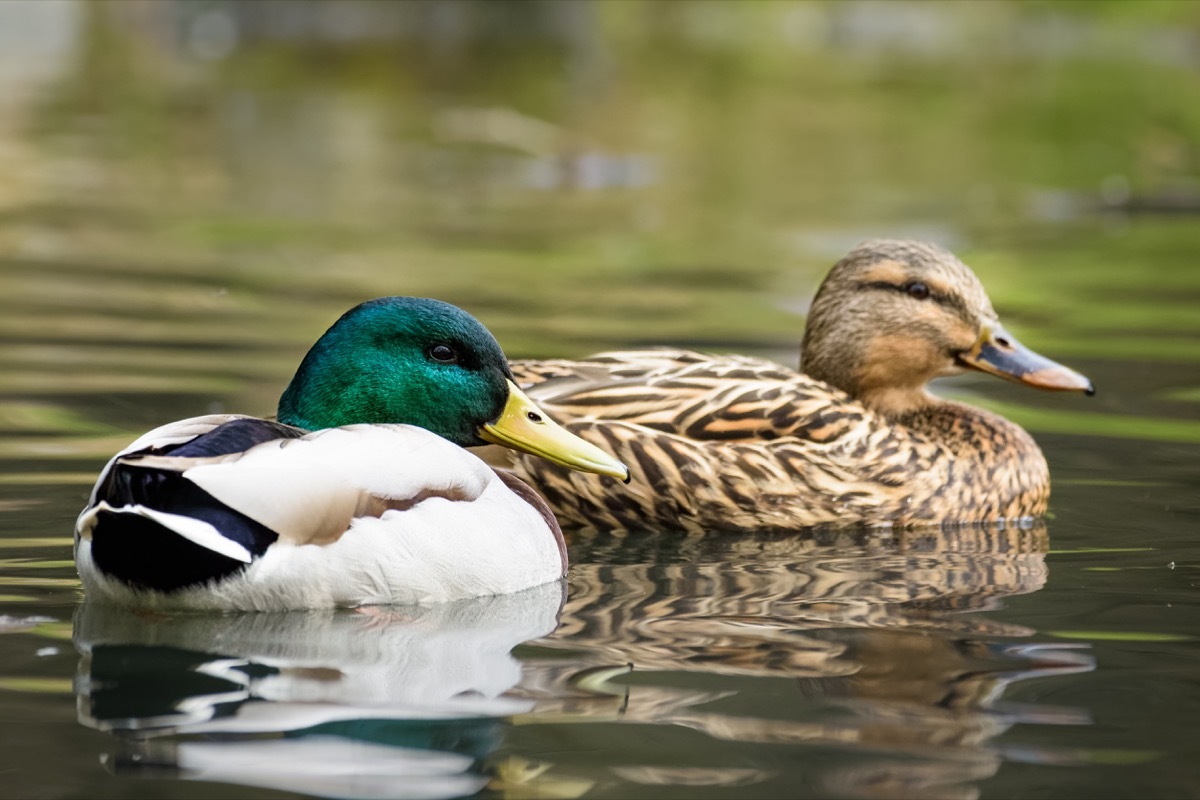 Mallard ducks swimming in a pond