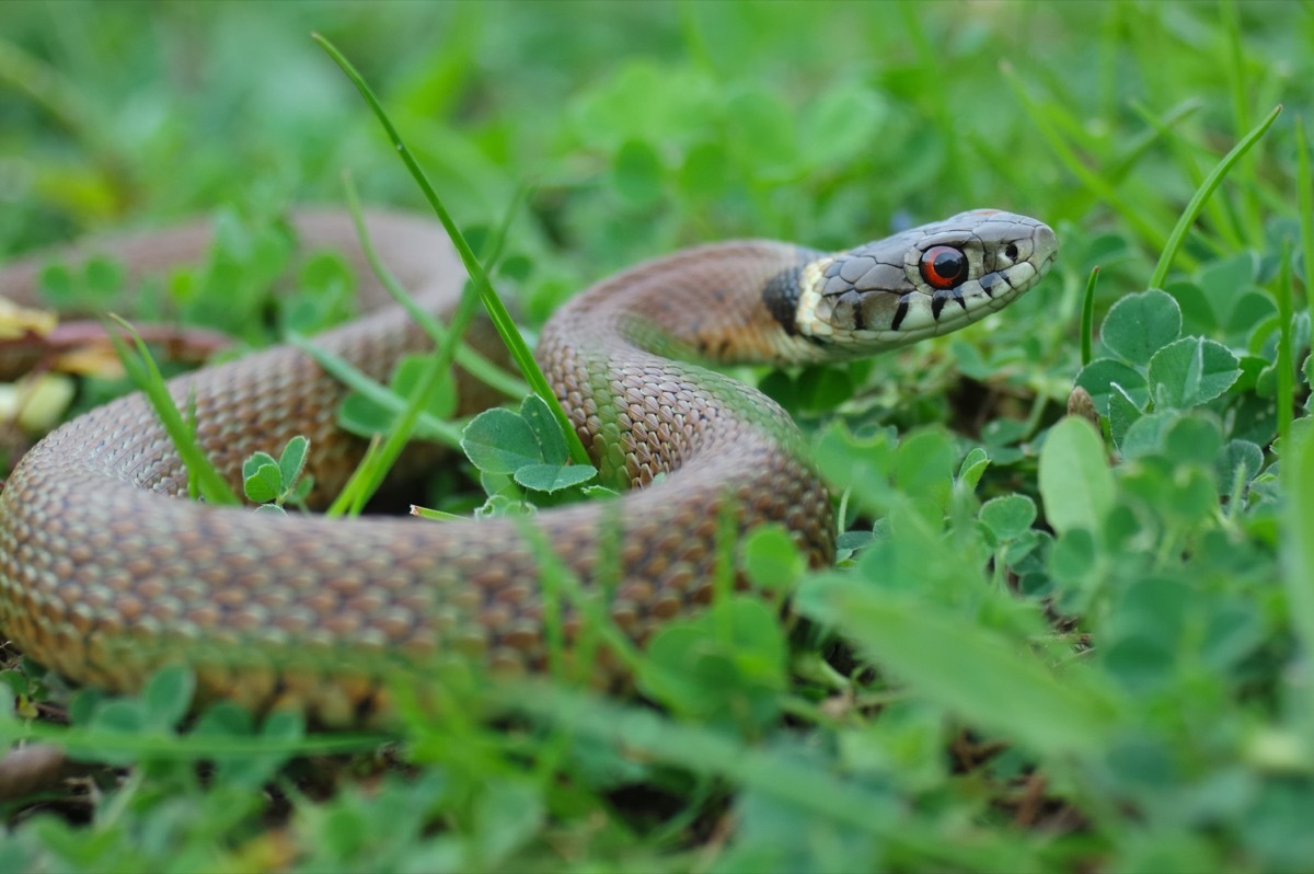 snake in grass