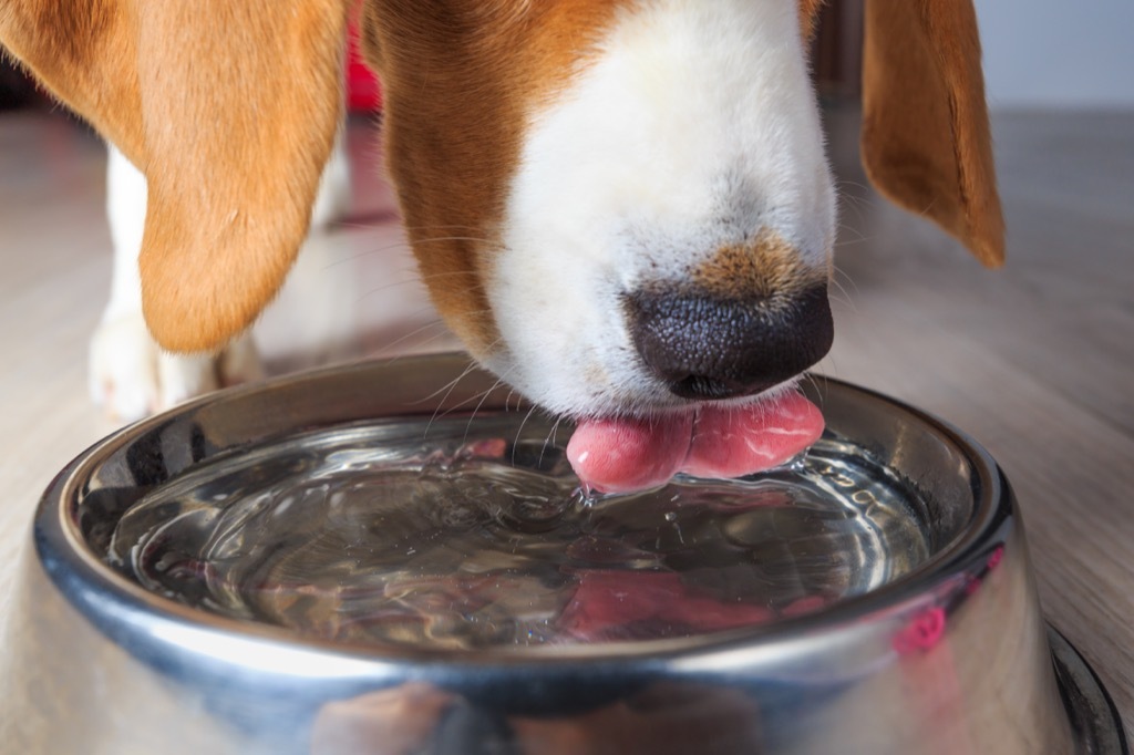 Beagle puppy drinking water