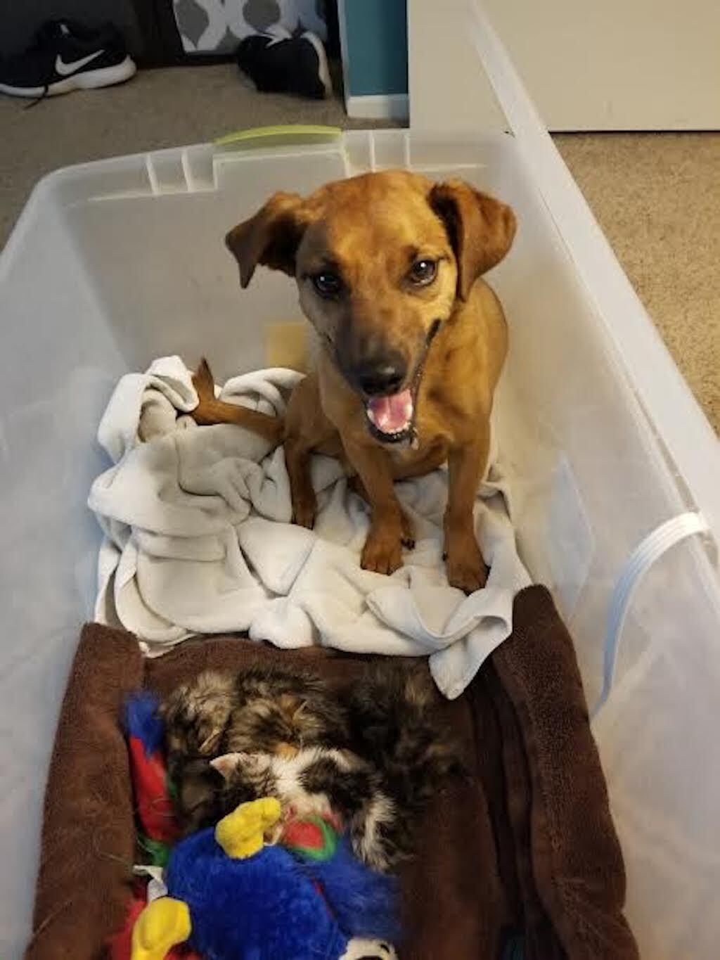 roger dog rescue kittens viral photo