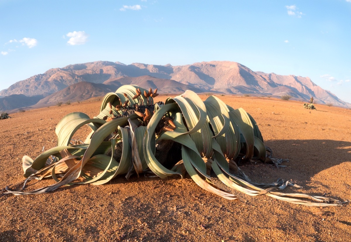 plant in the middle of the dessert