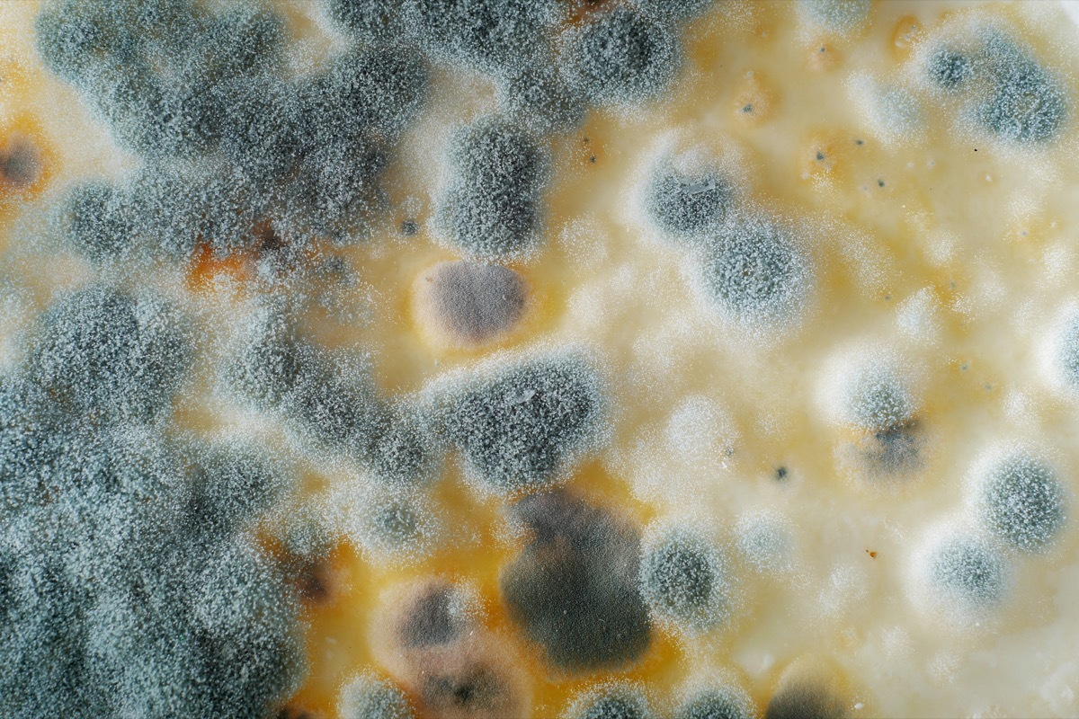 closeup of mould on a milk