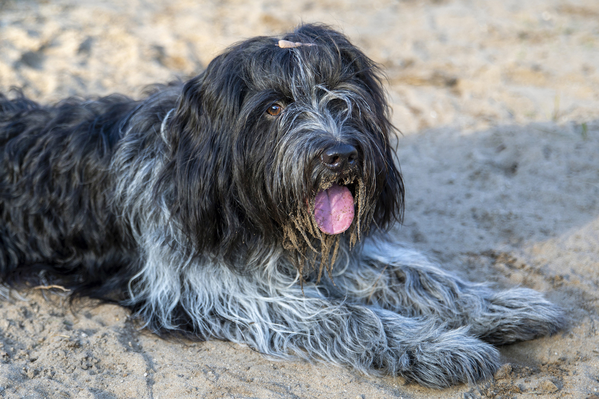 A Schapendoes dog lying on the ground and looking at camera