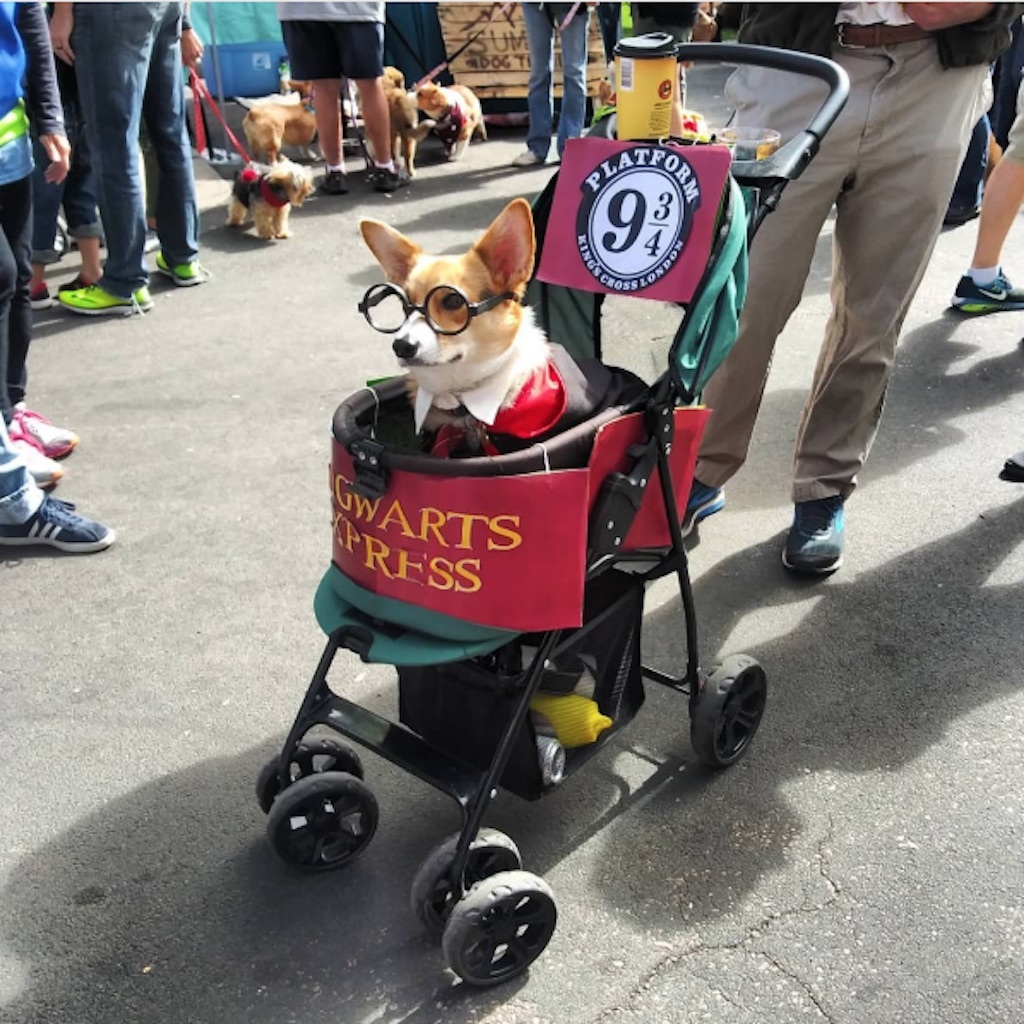 harry potter pup