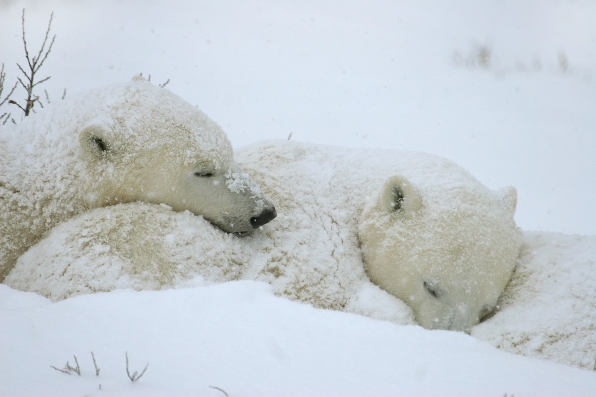 polar bear cubs sleep next to their mother during a snow storm. The bears are waiting for the bay to freeze over allowing them to hunt seals on the ice Manitoba, Canada.